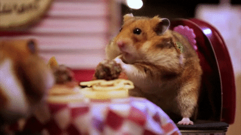 Hamsters Eating Spaghetti