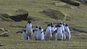 Dancing Penguins